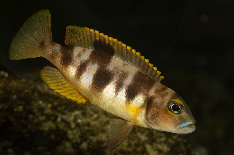 Lepidiolamprologus boulengeri 'Kigoma'